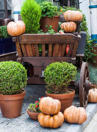 Pumpkins on potted plants in yard