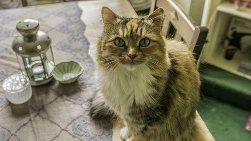 Close-up portrait of cat on table