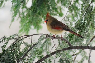 Bird perching on branch