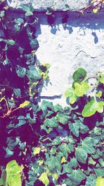 Plants growing in pond