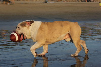 Dog carrying ball in mouth while walking at beach