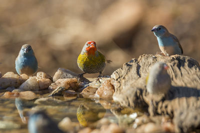 Close-up of birds perching