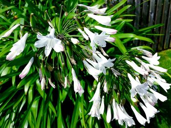 Close-up of flowers