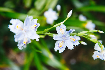 Close-up of white flowers