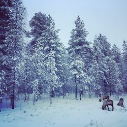 Trees on snow covered field against sky