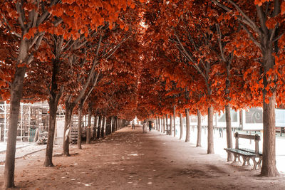 Footpath lined with trees