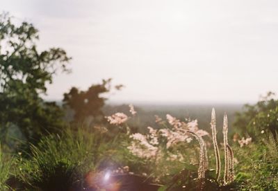 Close-up of plants growing on land against sky