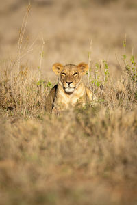 Lioness lies in sunshine among leafy plants