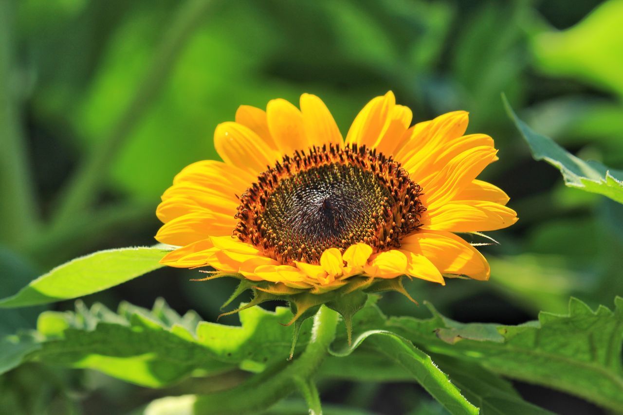 flower, fragility, nature, plant, growth, beauty in nature, petal, yellow, freshness, flower head, close-up, day, leaf, outdoors, green color, focus on foreground, no people, sunflower, animal themes