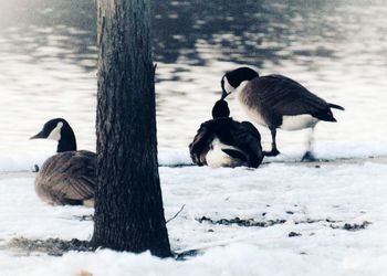 Geese by the river during winter