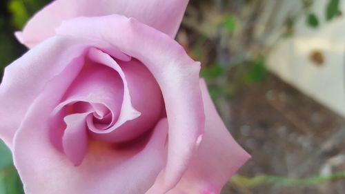 Close-up of pink rose