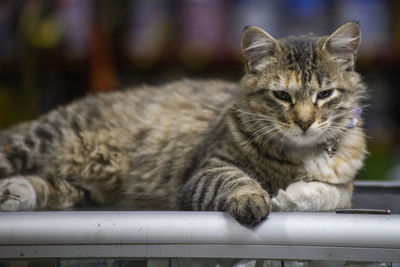 Close-up portrait of a cat