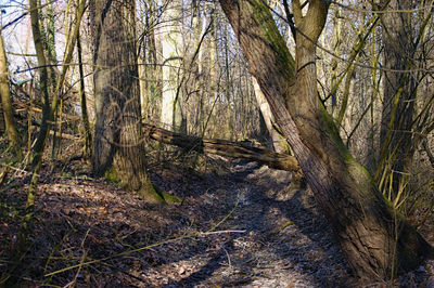 Bare trees in forest