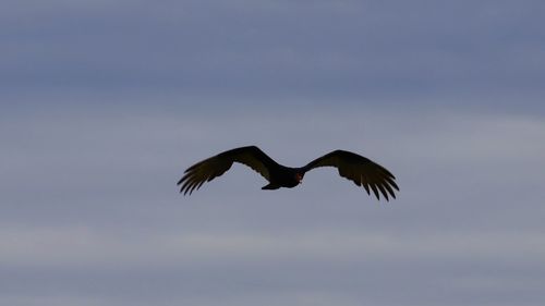 Low angle view of bird flying in sky