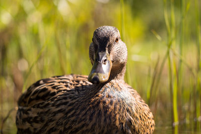 Close-up of a duck