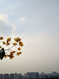 View of flowering tree and buildings against sky