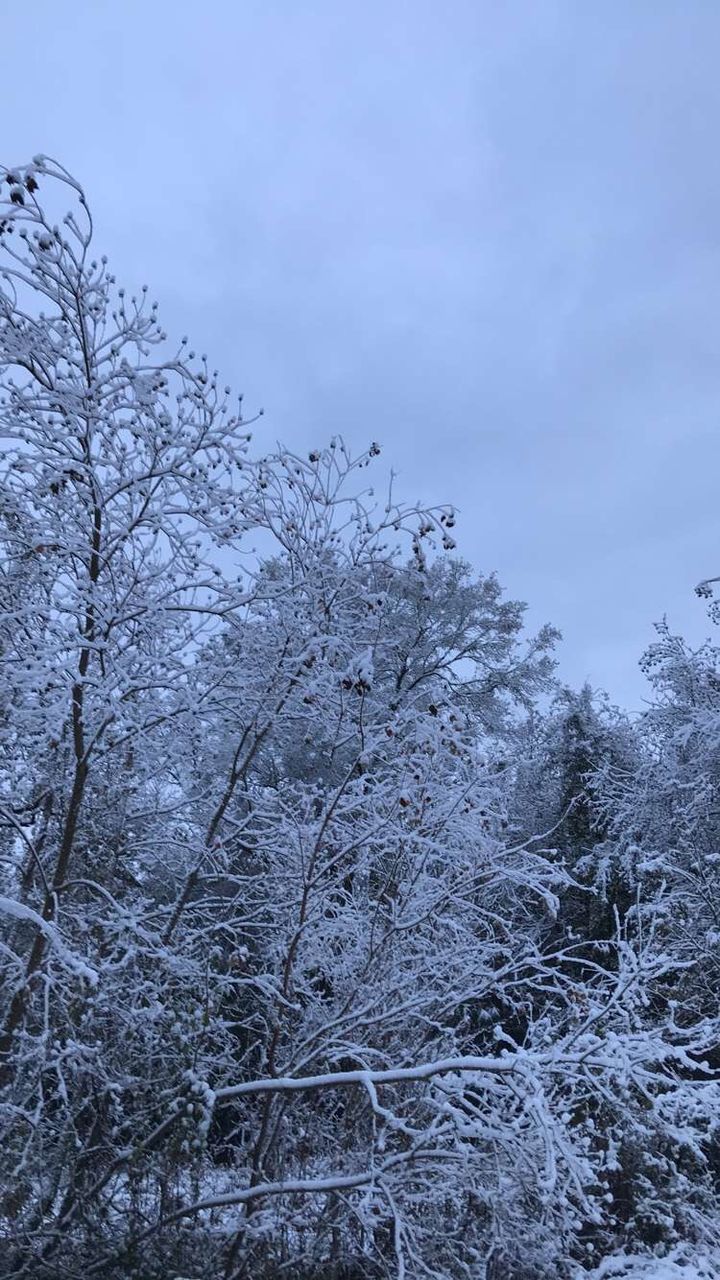 LOW ANGLE VIEW OF SNOW COVERED PLANTS AGAINST SKY