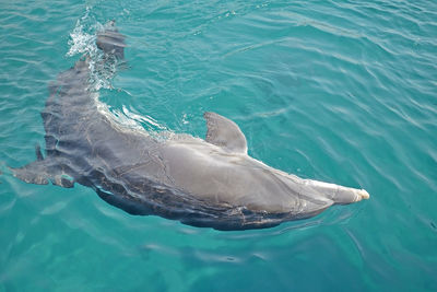 High angle view of whale swimming in sea