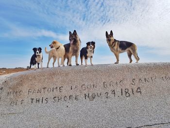 View of dogs walking on street