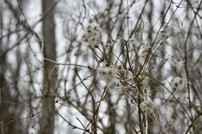 Close-up of snow on plant during winter