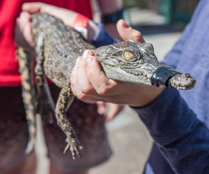 Close-up of man holding baby crocodile