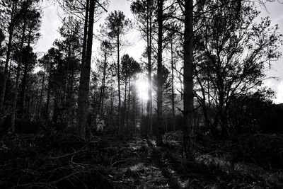 Low angle view of trees in forest