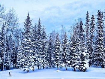 Trees on snow covered landscape