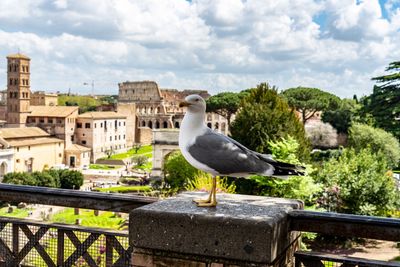 Seagull perching on a wall