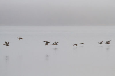 Birds in the sea