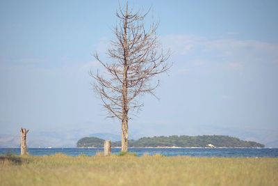 Bare tree on field against sky