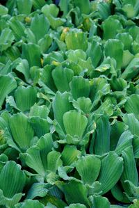 Full frame shot of green plants