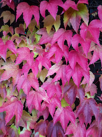 Full frame shot of tree