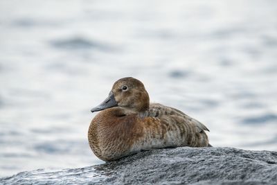 Close-up of bird on rock by lake