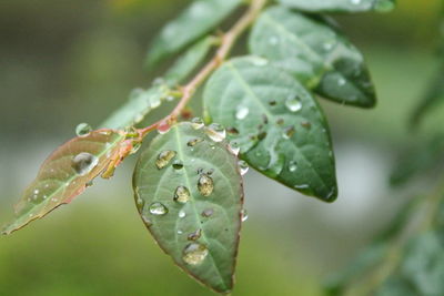 Close-up of wet plant leaves during rainy season