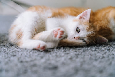 Red cats sitting on yellow chair near window. young ginger kitten play at home. cute funny home pets