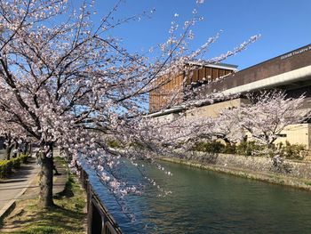 Low angle view of flowering tree by river against sky