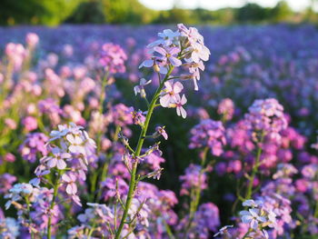 Close-up of pink flowering plant