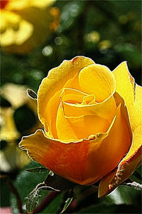 Close-up of rose blooming outdoors