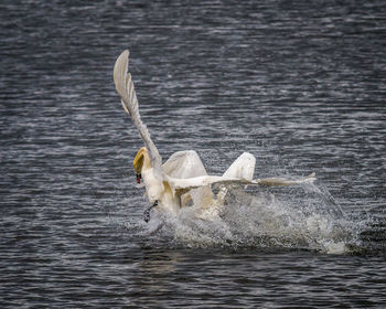 Bird in water