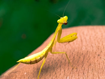 Close-up of insect on yellow leaf