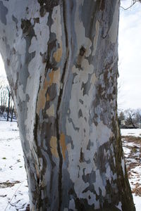 Close-up of tree trunk during winter