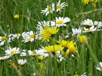 Close-up of yellow crocus flowers blooming on field