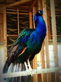 Peacock in cage
