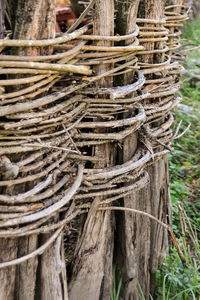 Close-up of tree trunk in forest