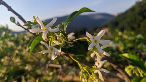 Close-up of flowering plant against sky