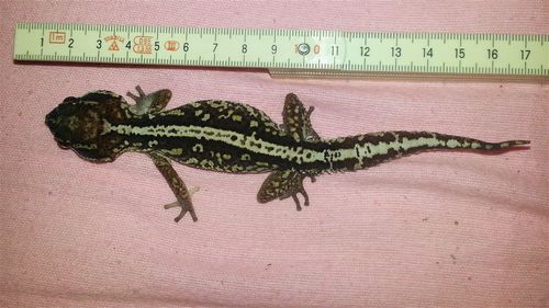 High angle view of lizard on table