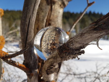 Close-up of tree trunk in winter