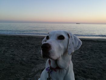 Close-up of dog on beach against sky during sunset