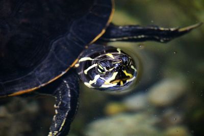 Close-up of turtle in water