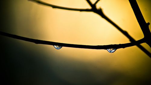 Close-up of water drops on leaf
